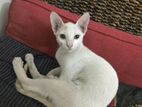 White kitten