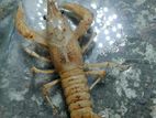 White Lobster Fimel