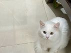 White Long Hair Male Persian Cat