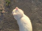 White Long Hair Persian Male Cat For Sale❗❗