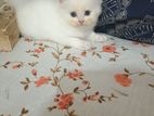 white male kitten