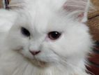 White Male Persian Cat 🐈