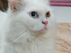 White male persian cat odd eyes