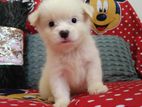 White Mini Spitz (toy)
