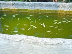 White Moli (aquarium Fish)