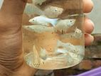 White Molly Moontail Mixed Aquarium fish