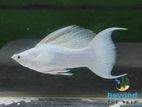 White Molly Radiant Tail.