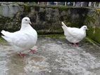 White Mundian Baby Pair