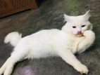 white parsian cat