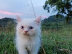 white Persia cat blue eyes