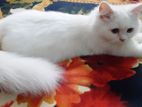 White Persian 4.5Months Female Long Coat