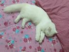 White Persian Adult Female Cat Heat A Ase
