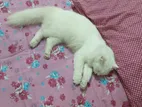 White Persian Adult Female Cat Heat A Ase