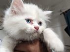 white Persian blue eye baby