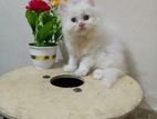 white persian cat 01