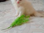 white persian cat 01