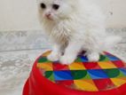 white persian cat 02