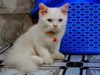 white Persian cat blue eyes