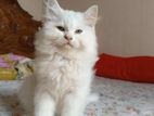 White Persian cat