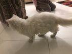 White Persian Cat