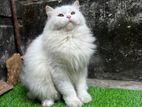 White Persian Cat