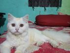 White Persian Cat