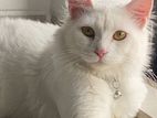 White Persian Cat