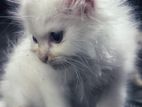 white persian cat