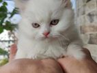 White Persian Cat