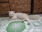 White Persian Cat
