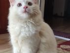 White Persian Cat High Quality