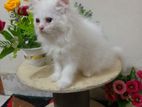white persian cat long court 03