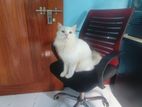 White Persian Cat (male)