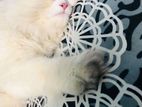 White Persian Doll Face Kitten.