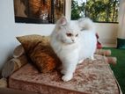 White Persian Female Cat