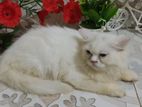 white persian female cat