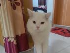 White persian cat sell.