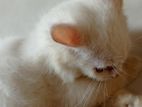 White Persian