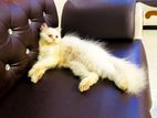 White Persian