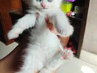 White Persian Kitten