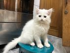 White Persian Kitten Male