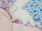 White Persian Kittens