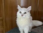 White Persian Male Baby