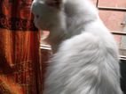white Persian male cat