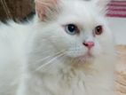 white persian male cat odd eyes