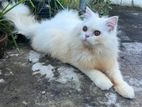 White Persian Male