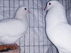 White pigeons sale