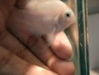 White Polar Parrot