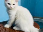 White pure persian male baby sell