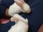 White Rabbit